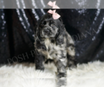 Small Photo #29 Cocker Spaniel Puppy For Sale in WARSAW, IN, USA