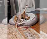 Small #6 Treeing Walker Coonhound Mix