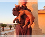 Small Photo #8 Cane Corso Puppy For Sale in APPLE VALLEY, CA, USA
