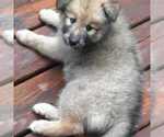 Small #5 Pomsky