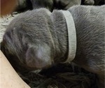 Small Photo #6 Cane Corso Puppy For Sale in WEST MONROE, LA, USA