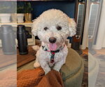 Small Poodle (Miniature) Mix