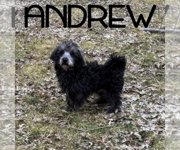 Medium Photo #2 Schnoodle (Miniature) Puppy For Sale in HARTLAND, MN, USA