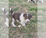 Puppy Daisy Duke Border Collie