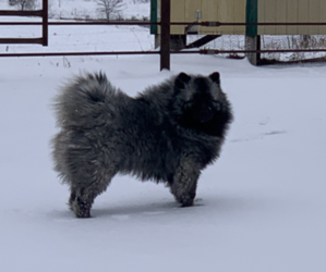 Keeshond Puppy for sale in DOWNING, MO, USA