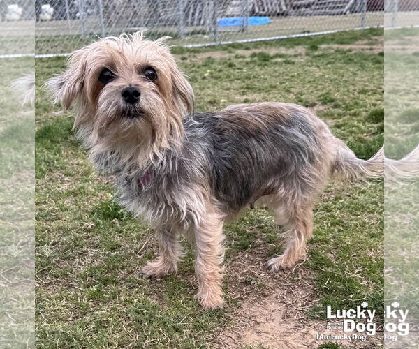 Medium Photo #3 Mutt Puppy For Sale in Washington, DC, USA