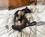 Small #3 Labrador Retriever Mix