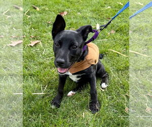 Jack Russell Terrier Dogs for adoption in GILBERTS, IL, USA