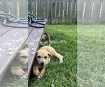 Small #2 Mutt
