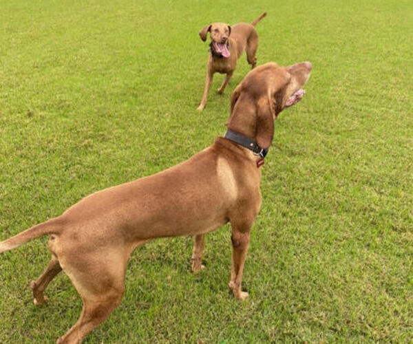 Medium Photo #2 Vizsla Puppy For Sale in SAN ANTONIO, TX, USA