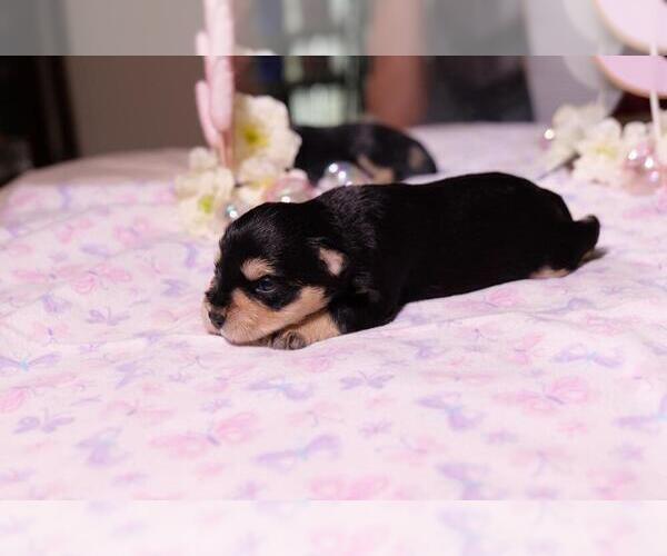 Medium Photo #2 Schnauzer (Miniature) Puppy For Sale in LEHIGH ACRES, FL, USA