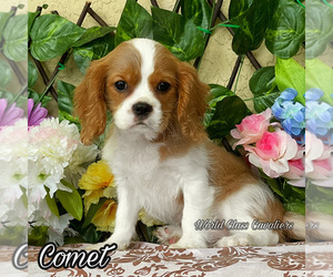 Cavalier King Charles Spaniel Puppy for sale in MIAMI, FL, USA