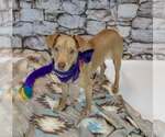 Small #5 Retriever  Mix
