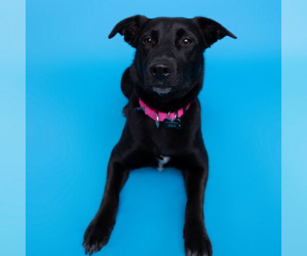 Medium Photo #2 Pointer-Unknown Mix Puppy For Sale in Fargo, ND, USA