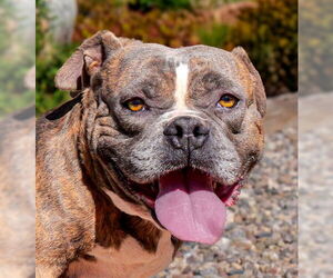 Bulldog Dogs for adoption in Albuquerque, NM, USA