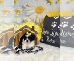 Small #2 ShihPoo