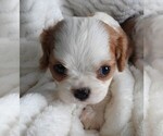 Image preview for Ad Listing. Nickname: Puppy1