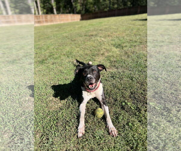 Medium Photo #1 Mutt Puppy For Sale in Derwood, MD, USA