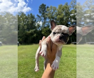 French Bulldog Puppy for sale in HARLEYVILLE, SC, USA