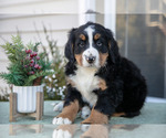 Puppy Kevin Bernese Mountain Dog