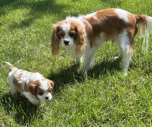 Mother of the Cavalier King Charles Spaniel puppies born on 07/17/2025