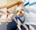 Small Photo #6 Shih Tzu-Unknown Mix Puppy For Sale in Mundelein, IL, USA
