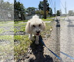 Small #7 Maltipoo (Miniature)