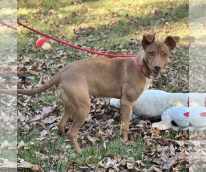 BLAKELY  LOWER FEE! - Female Unknown-Vizsla Mix Dog for Adoption - Photo #3