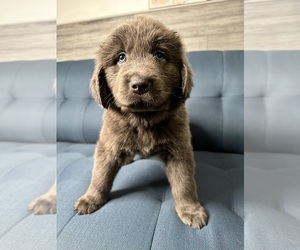 Newfoundland Puppy for sale in VANCOUVER, WA, USA