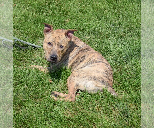 Medium Photo #5 American Staffordshire Terrier-Bull Terrier Mix Puppy For Sale in Huntley, IL, USA