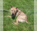 Small #4 American Staffordshire Terrier-Bull Terrier Mix