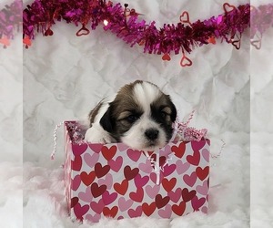 Zuchon Puppy for sale in ARTHUR, IL, USA