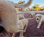 Small #6 Golden Labrador