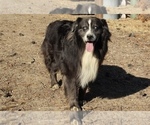 Small #8 Australian Shepherd