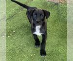 Small #2 Labrador Retriever Mix