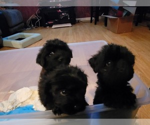 Morkie-Poodle (Miniature) Mix Puppy for sale in MANASSAS, VA, USA