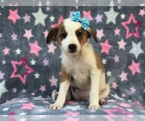 Australian Cattle Dog-Shetland Sheepdog Mix Puppy for sale in LAKELAND, FL, USA