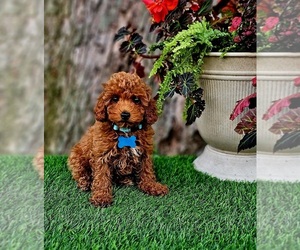 Poodle (Miniature)-Poodle (Toy) Mix Puppy for sale in INDIANAPOLIS, IN, USA