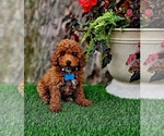 Image preview for Ad Listing. Nickname: Rhett toy