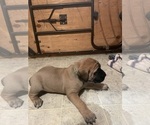 Small Photo #5 Mastiff Puppy For Sale in CALDWELL, ID, USA