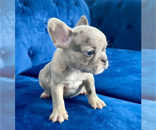 Medium Photo #7 French Bulldog Puppy For Sale in PALMDALE, CA, USA