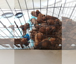 Small Rhodesian Ridgeback