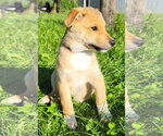 Small #1 Australian Kelpie-Golden Retriever Mix