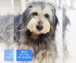 Small Photo #4 Schnauzer (Giant)-Unknown Mix Puppy For Sale in West Hollywood, CA, USA