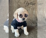 Small Photo #10 Labrador Retriever Puppy For Sale in MURRIETA, CA, USA