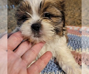 ShihPoo Puppy for sale in HOBART, IN, USA