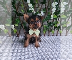 Small #2 Yorkshire Terrier
