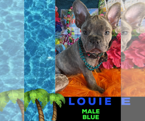 French Bulldog Puppy for sale in HEATHROW, FL, USA