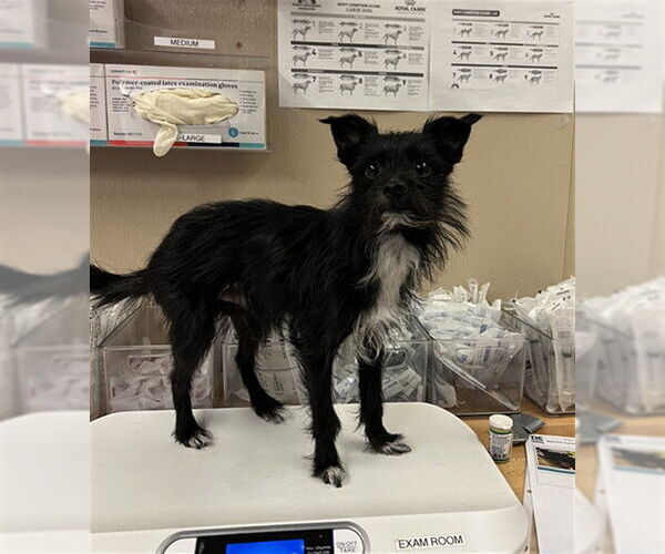 Medium Photo #1 Cairn Terrier Puppy For Sale in Rancho Cucamonga, CA, USA