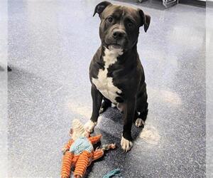 American Pit Bull Terrier-Unknown Mix Dogs for adoption in Anchorage, AK, USA